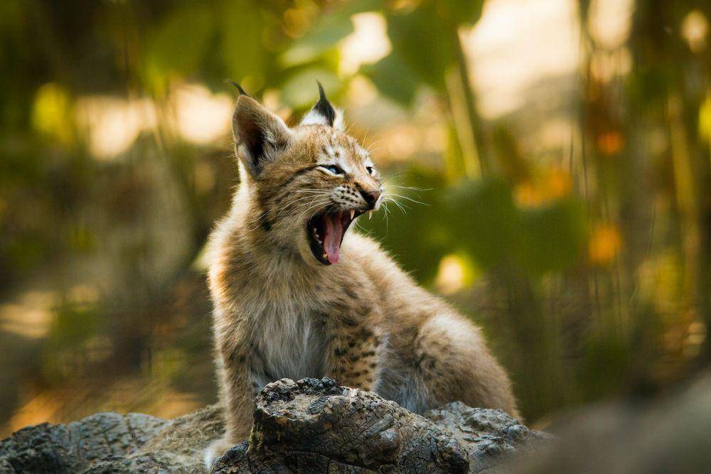 Anak lynx (unsplash.com/Frida Lannerstrom)