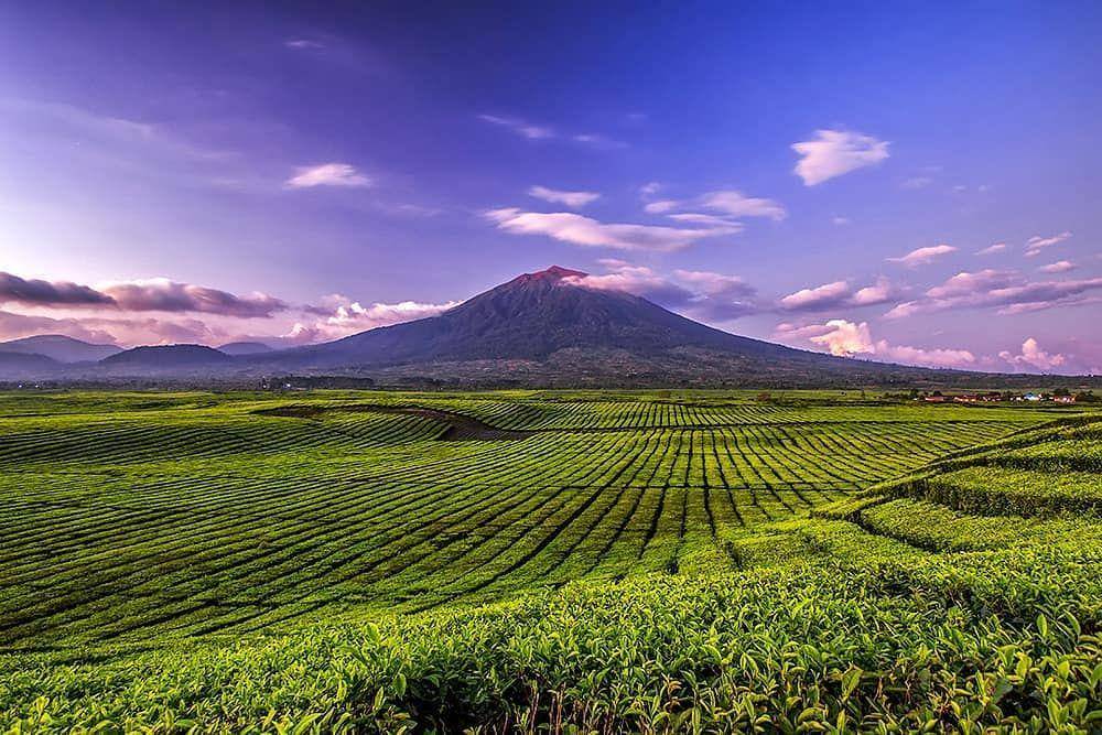 Kebun Teh Kayu Aro (instagram.com/ricoyuliyanto)