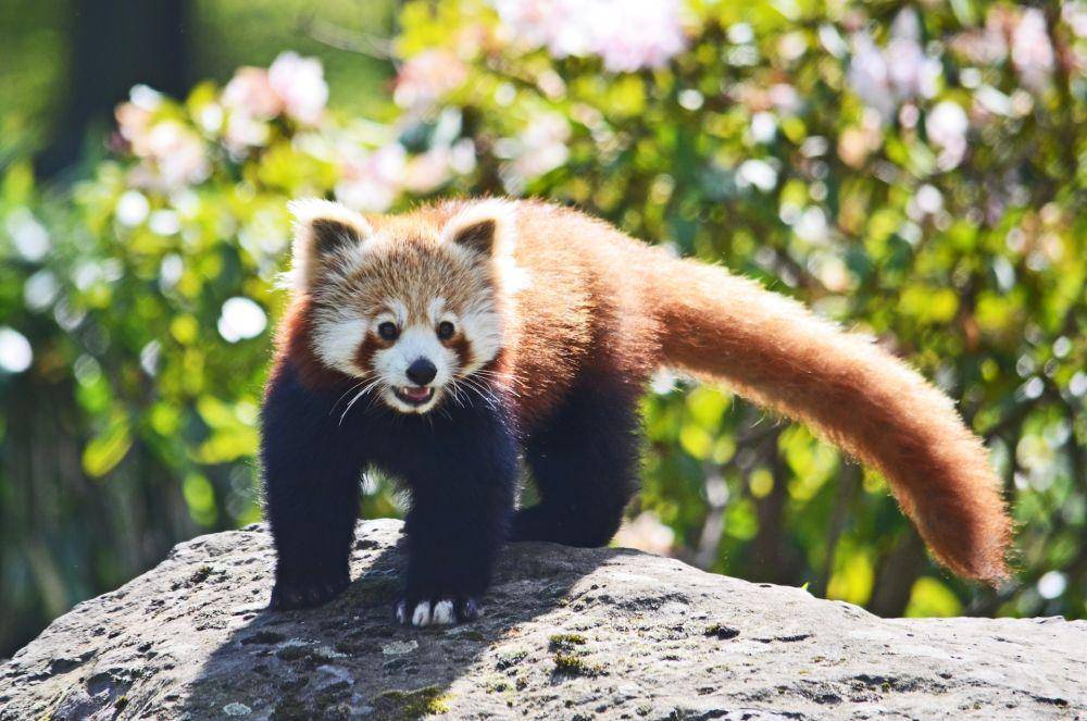 Panda merah (unsplash.com/Jennifer Ermler)