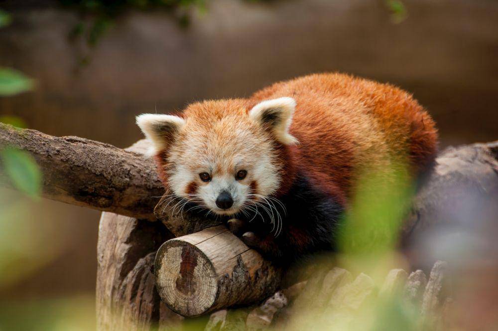 Panda merah (unsplash.com/Jessica Weiller)