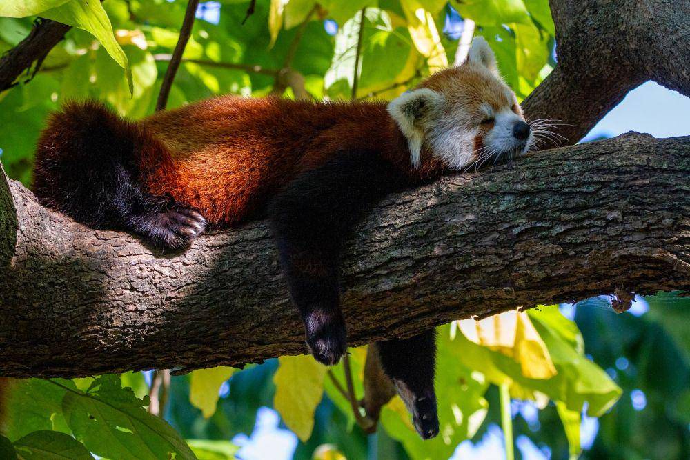 Panda merah (unsplash.com/Joshua J. Cotten)