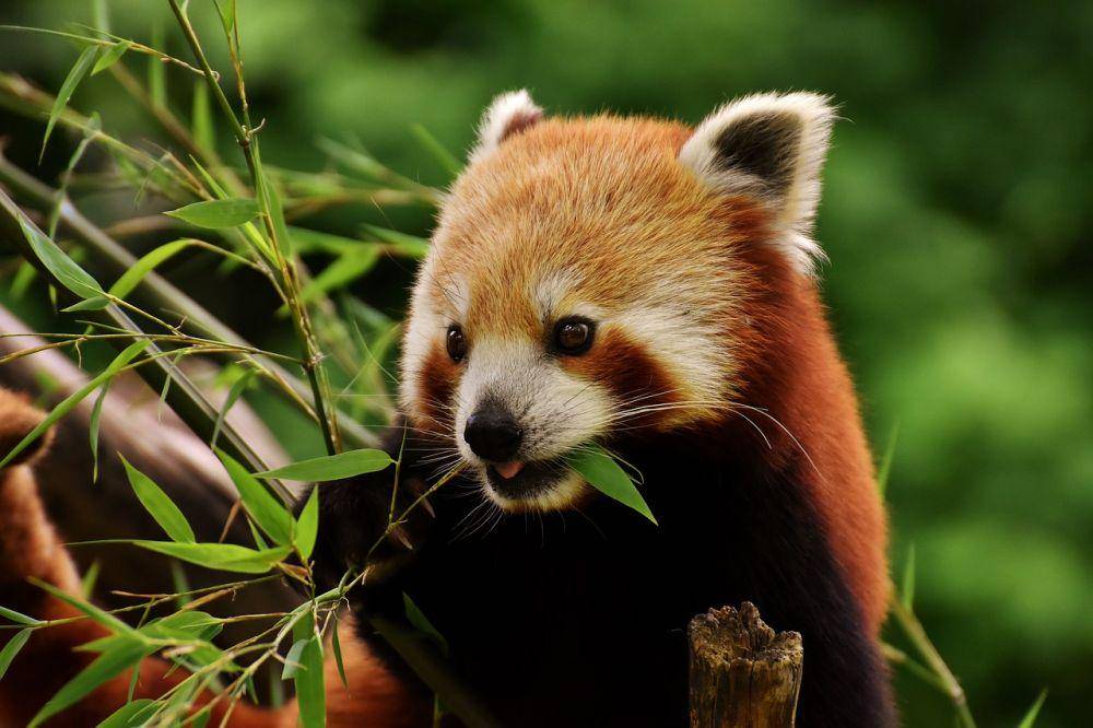 Panda merah (pixabay.com/Alexas_Fotos)