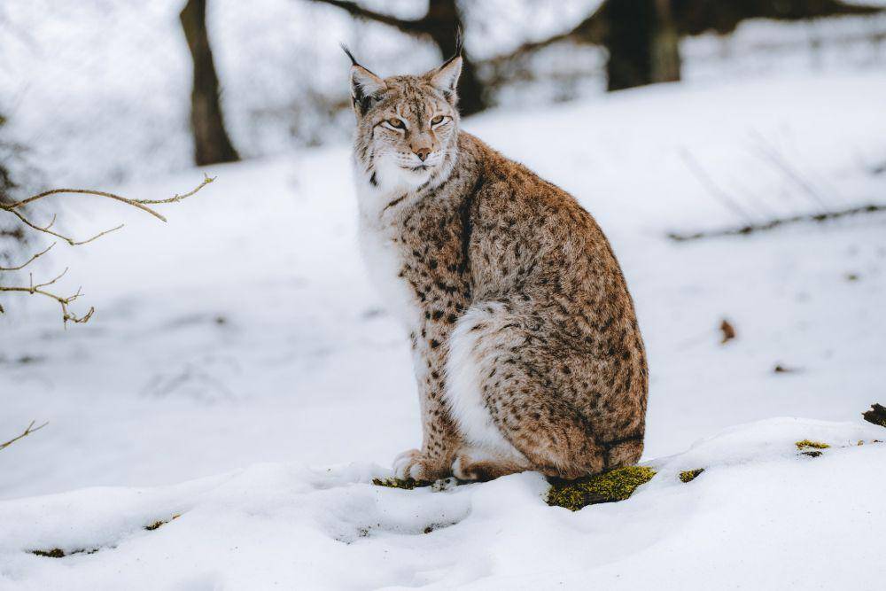 Lynx (pexels.com/David Selbert)