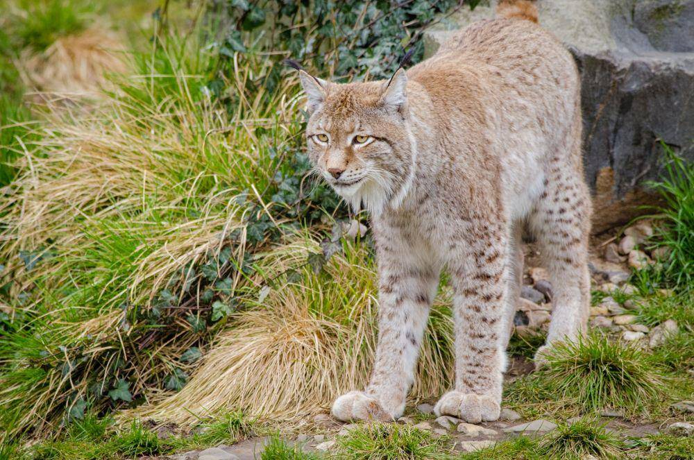 Lynx di atas rumput  (pexels.com/Flickr)