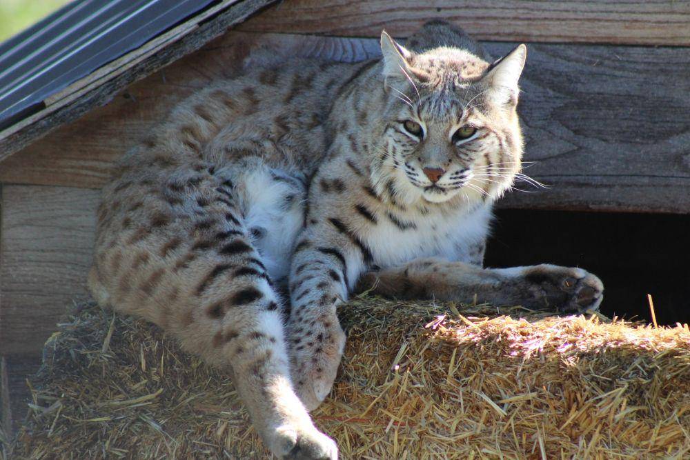 Lynx  (pexels.com/Katie Burandt)
