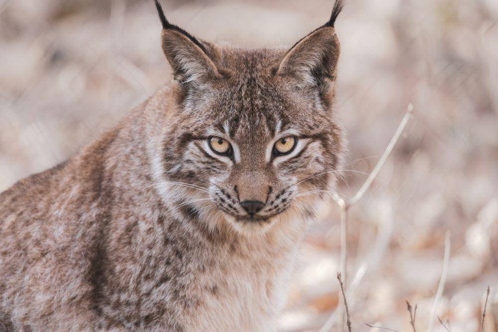 Lynx  (pexels.com/Vincent M.A. Janssen:)