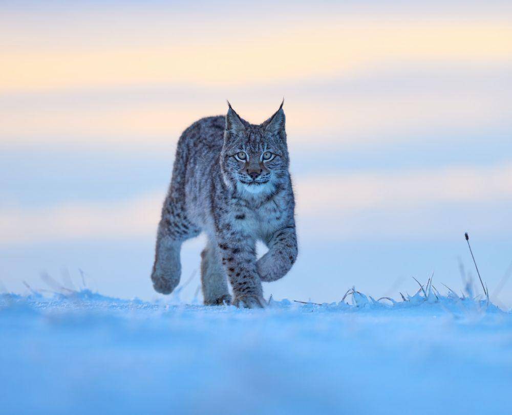 Lynx di atas salju (unsplash.com/Zdenek Machacek)