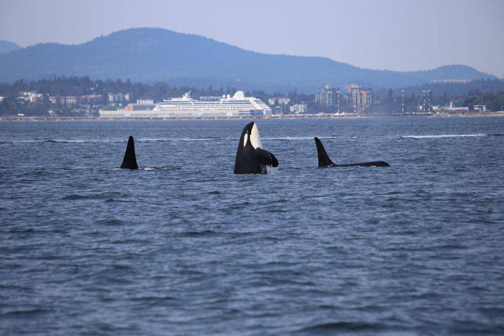 Paus orca (unsplash.com/Dick Martin)