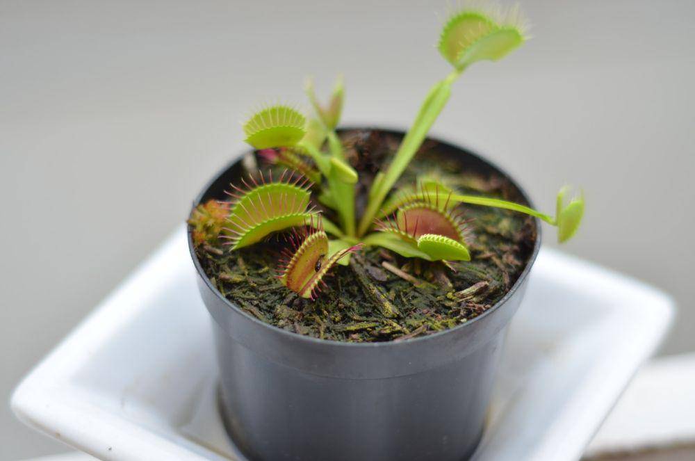 ilustrasi venus flytrap (unsplash.com/Gabriel)