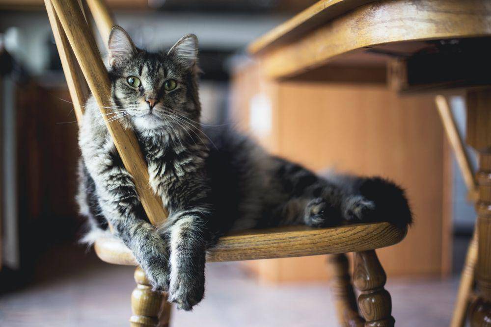 ilustrasi kucing (unsplash.com/Kari Shea)