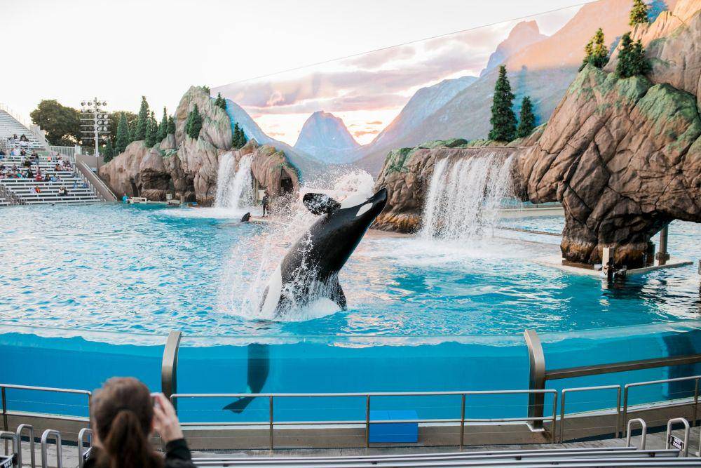Paus orca (unsplash.com/Kenny Eliason)