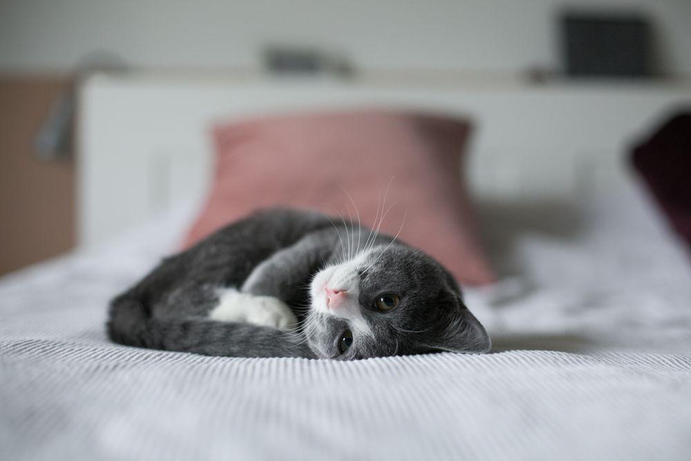 7 Jenis Virus yang Kerap Menyerang Kucing, Cat Lovers Wajib Tahu!