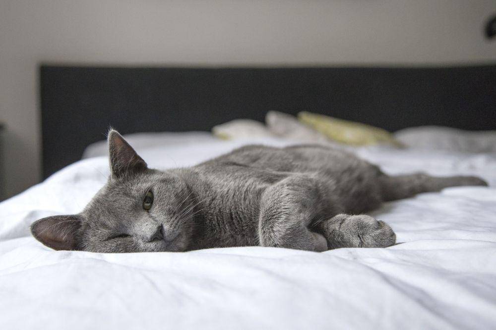 ilustrasi kucing (pexels.com/Pixabay)