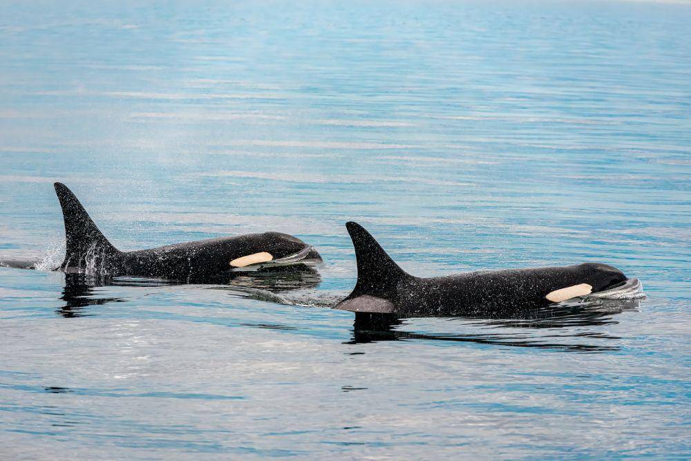 Paus orca (unsplash.com/Stephen WalkerA)
