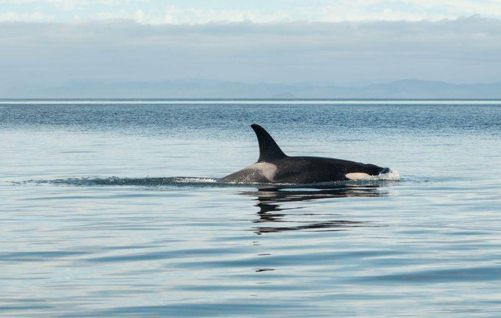 Paus orca (unsplash.com/Tim Cole)