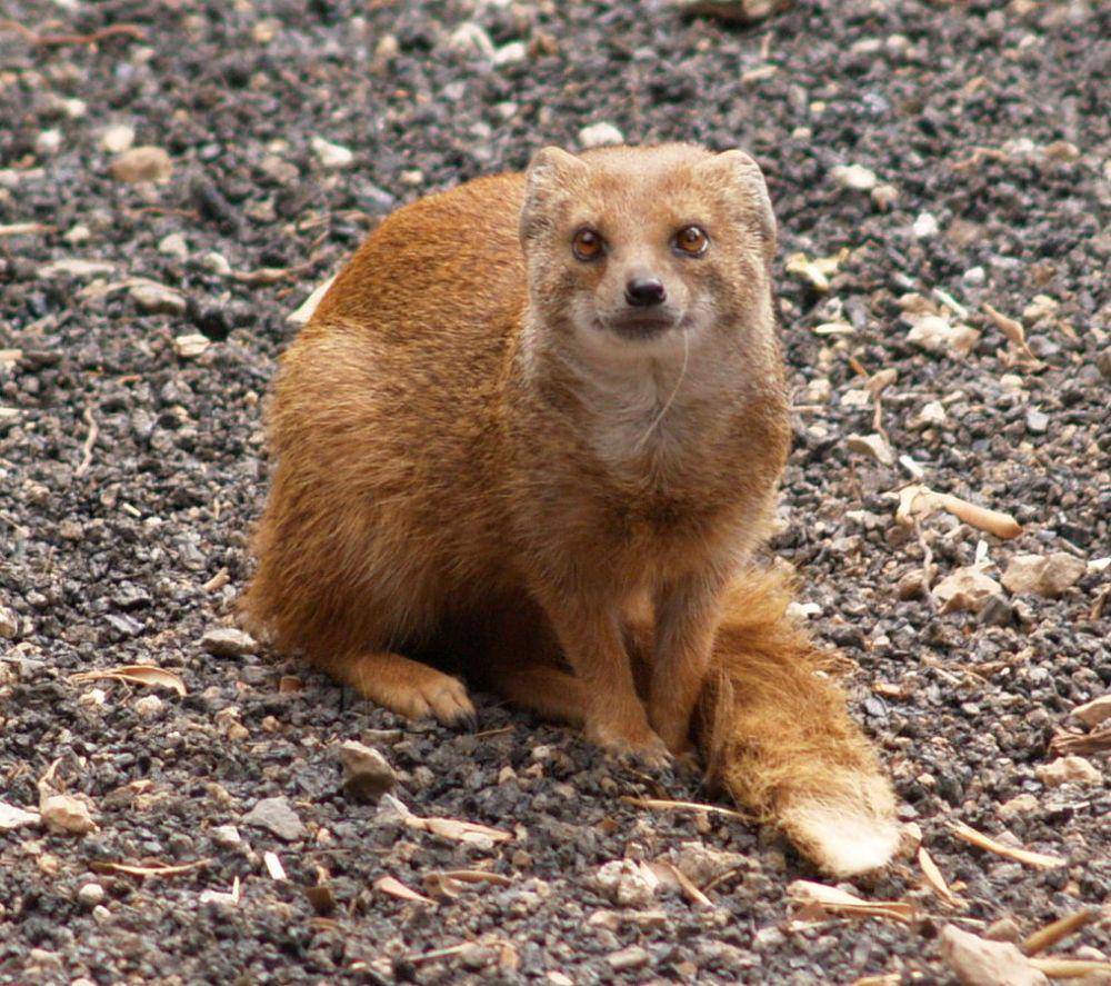ilustrasi mongoose kuning (commons.wikimedia.org/feuerdante)