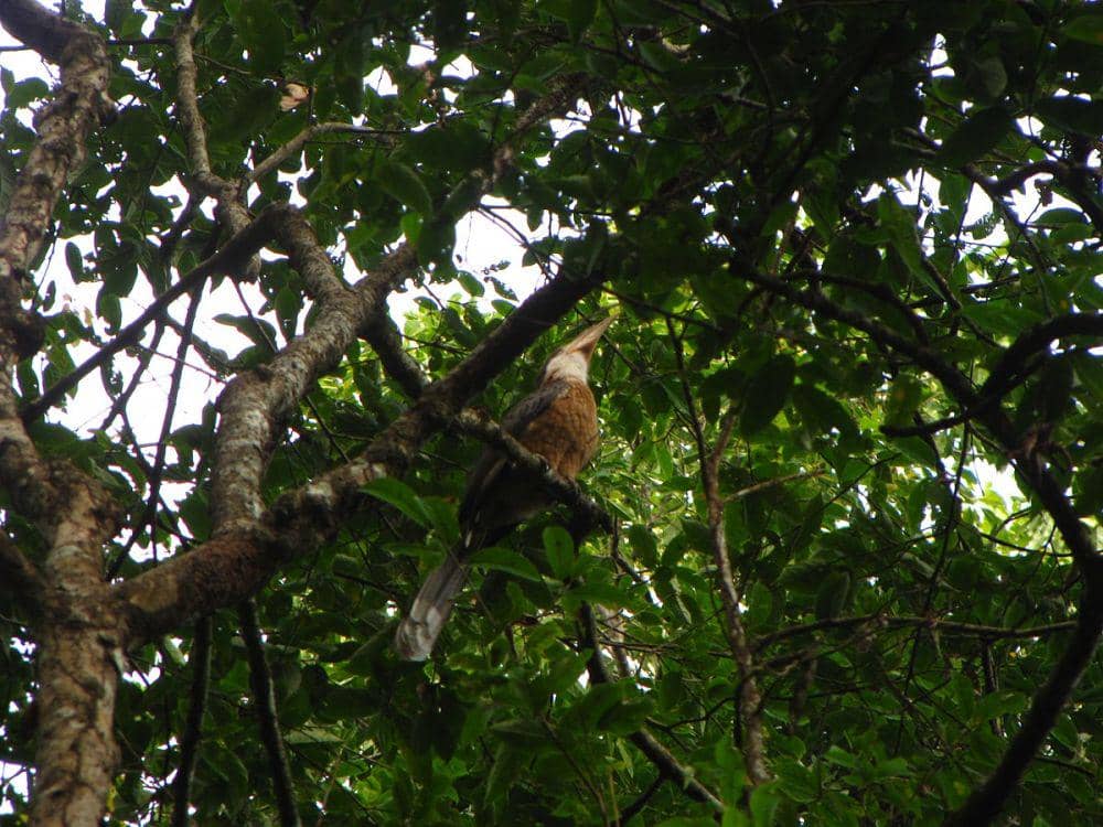 ilustrasi rangkong coklat Austen (commons.wikimedia.org/Rohit Naniwadekar)