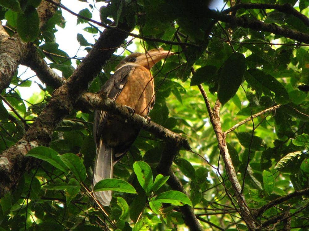 ilustrasi rangkong coklat Austen (commons.wikimedia.org/Rohit Naniwadekar)