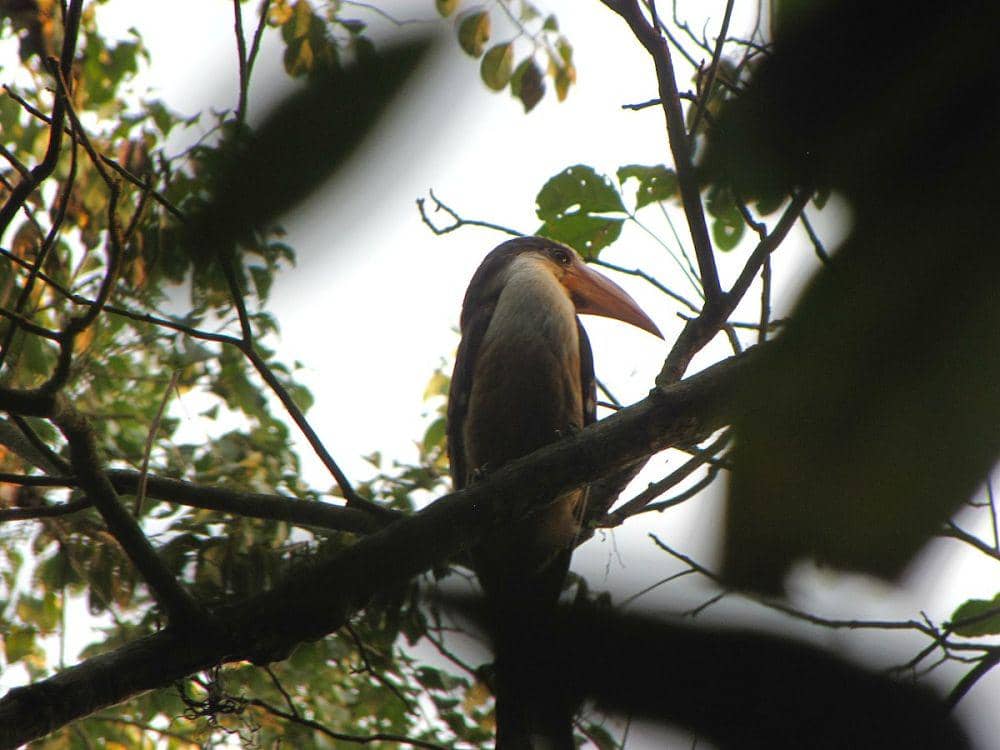 ilustrasi rangkong coklat Austen (commons.wikimedia.org/Rohit Naniwadekar)