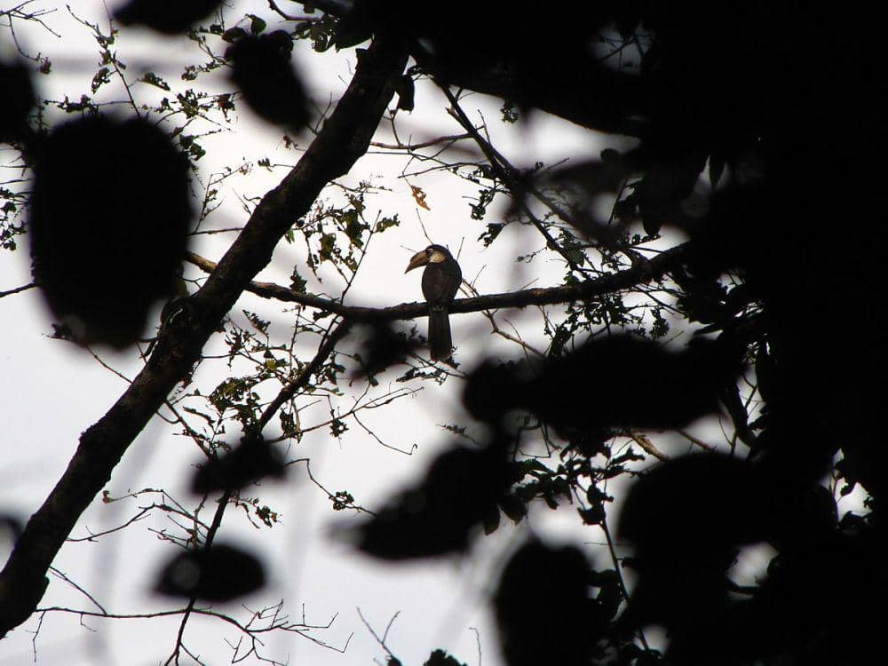 ilustrasi rangkong coklat Austen (commons.wikimedia.org/Rohit Naniwadekar)