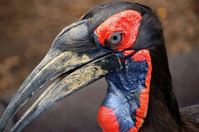 tampak dekat burung southern ground hornbill (commons.wikimedia.org/Art G.)