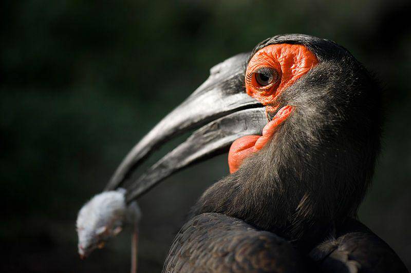 tampak dekat burung ground hornbill membawa makanan dengan paruh (commons.wikimedia.org/Stefan Krause, Germany)