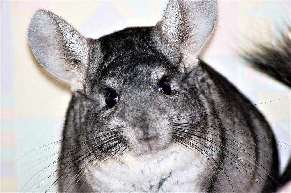 Chinchilla (pixabay.com/Oleksandr Brovko)