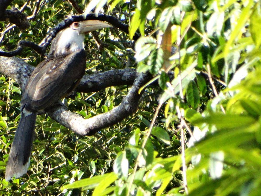 6 Fakta Rangkong Cokelat Austen, Burung yang Gemar Tidur Siang