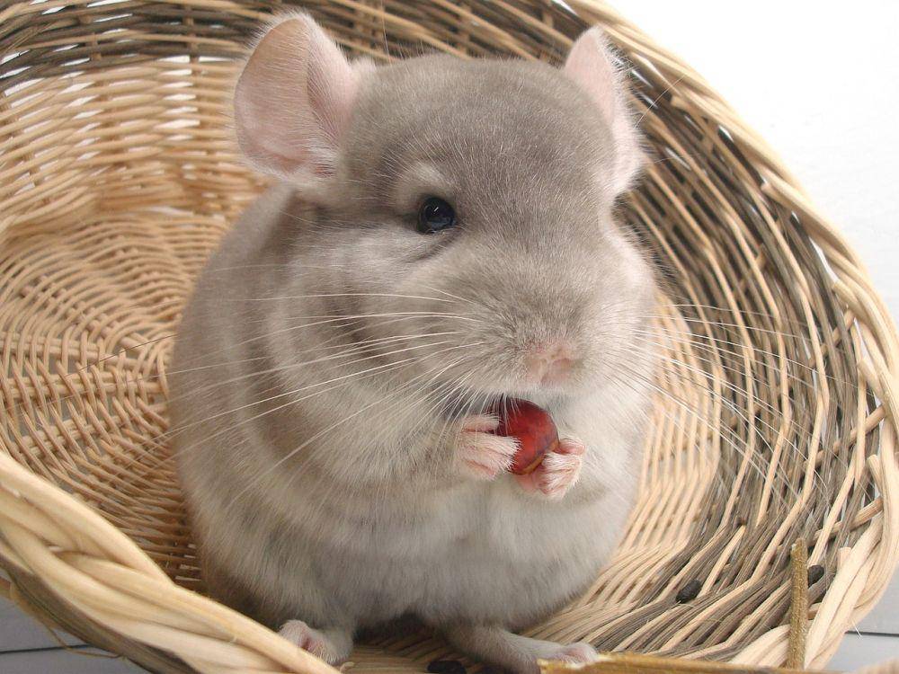 Chinchilla (pixabay.com/Benjamin M. Groß)