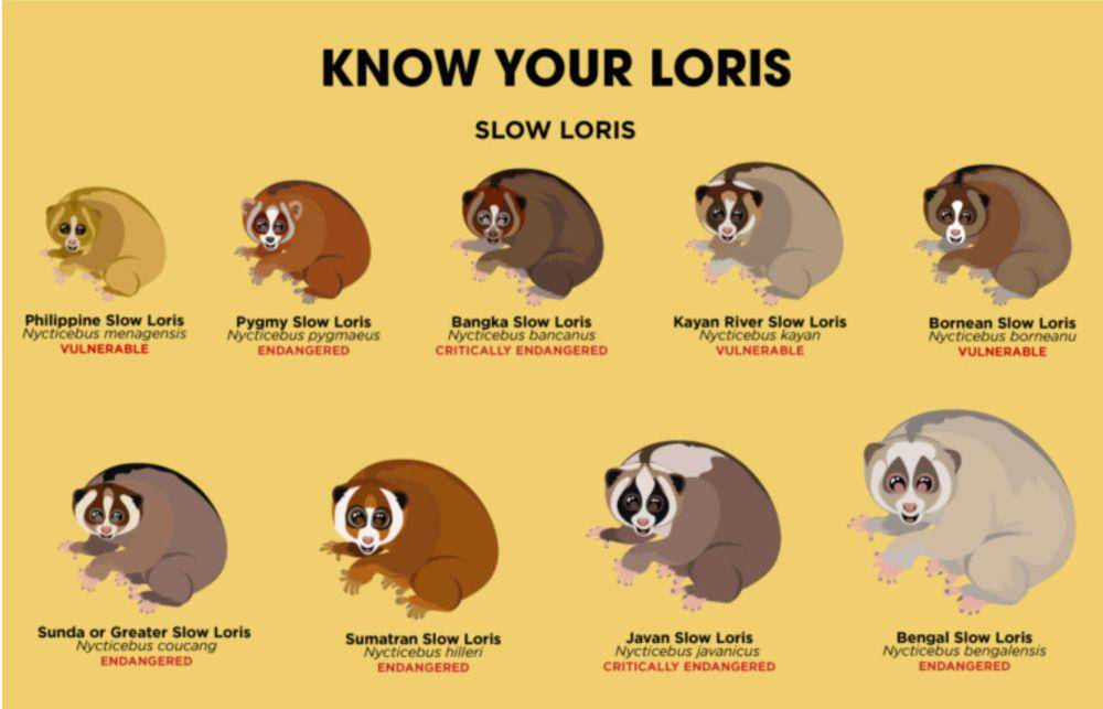 ilustrasi 9 spesies kukang (lemur.duke.edu)