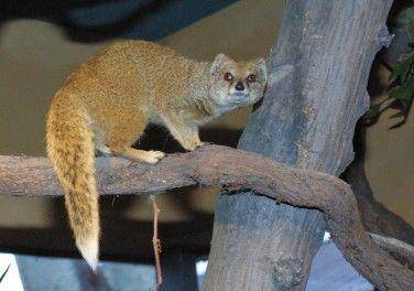 ilustrasi mongoose kuning (commons.wikimedia.org/Jamecik)