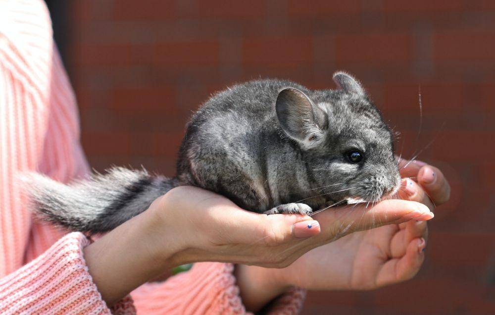 Chinchilla (unsplash.com/Nyusha Svoboda)