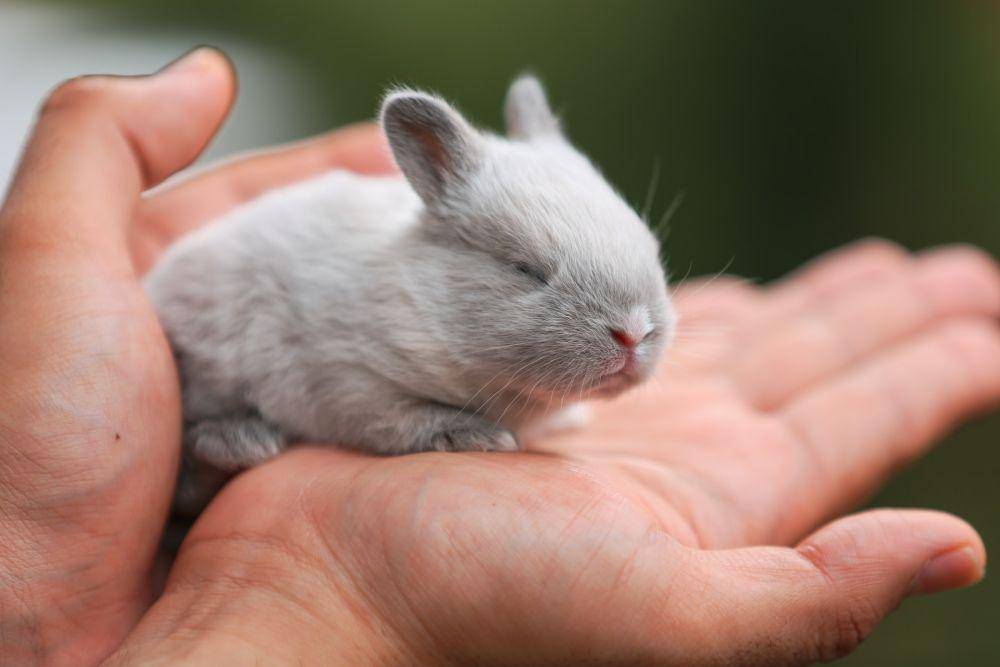 Chinchilla (unsplash.com/Paras Kapoor)