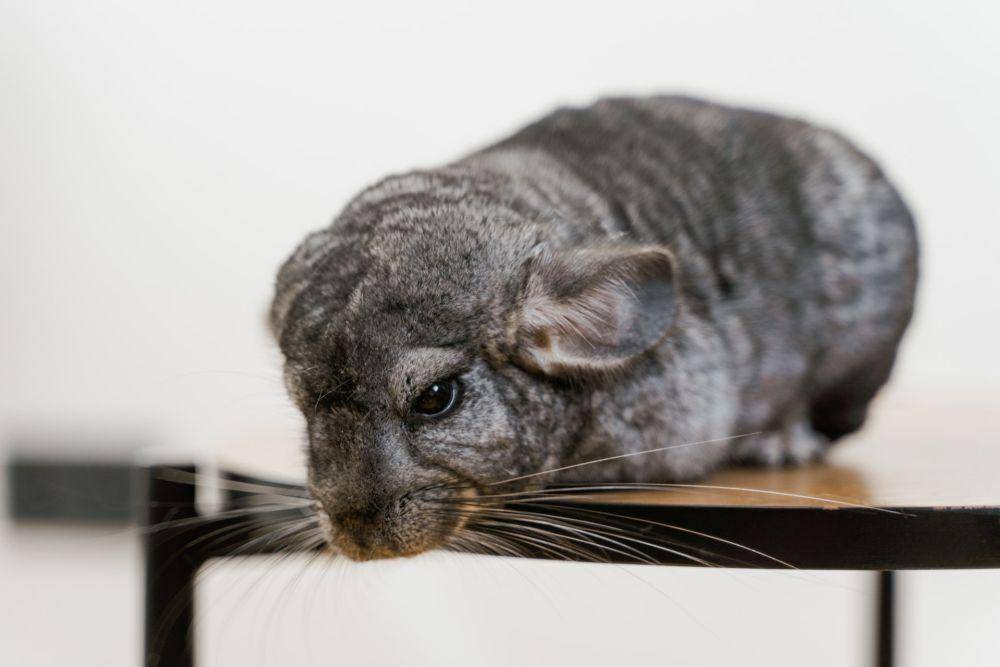 Chinchilla (pexels.com/MART PRODUCTION)