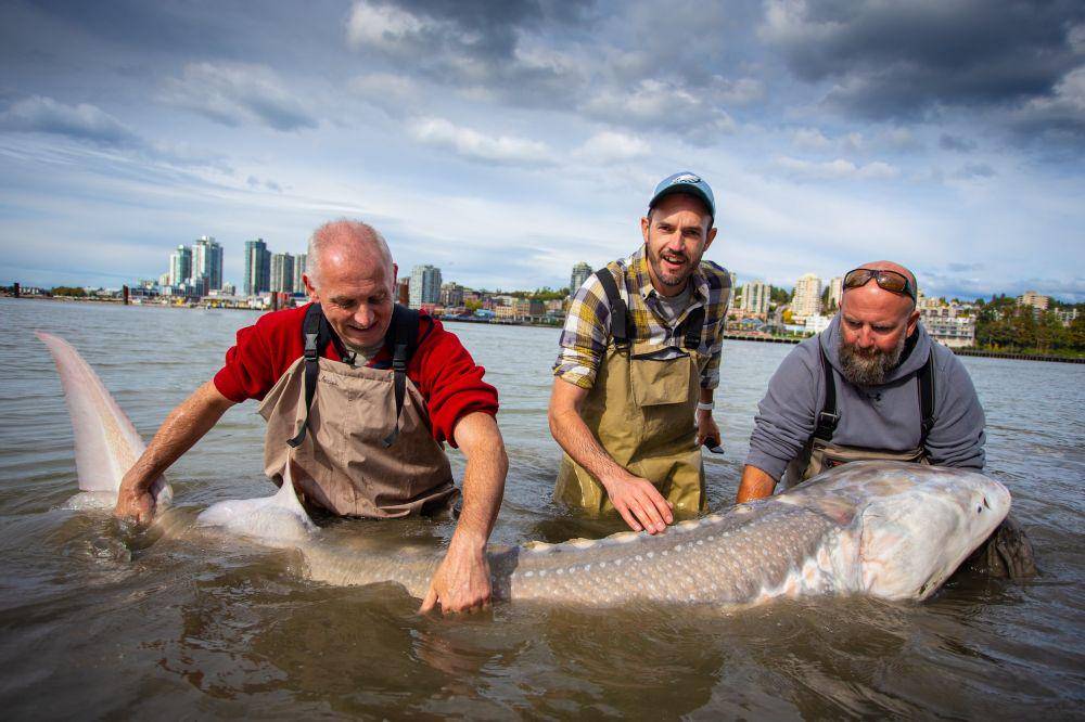 ilustrasi ikan sturgeon (unsplash.com/@profwicks)