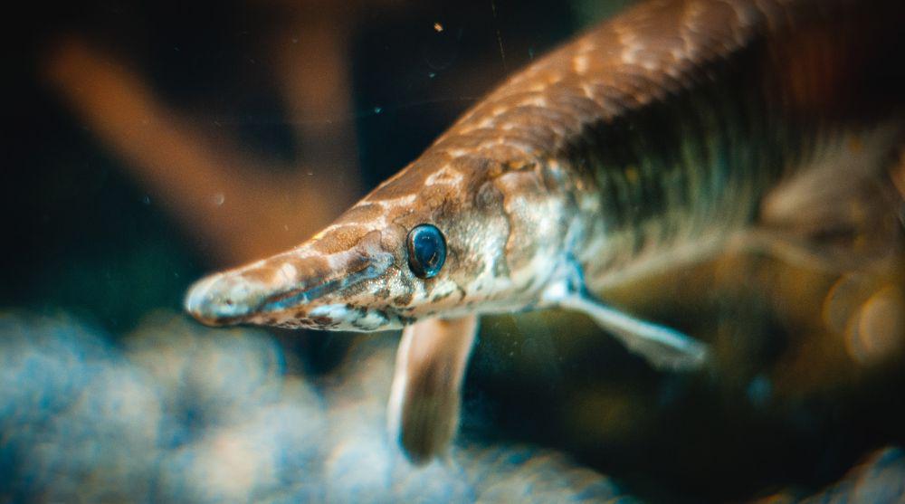 5 Fakta Menarik dari Ikan Sturgeon, Penghasil Kaviar yang Mahal!