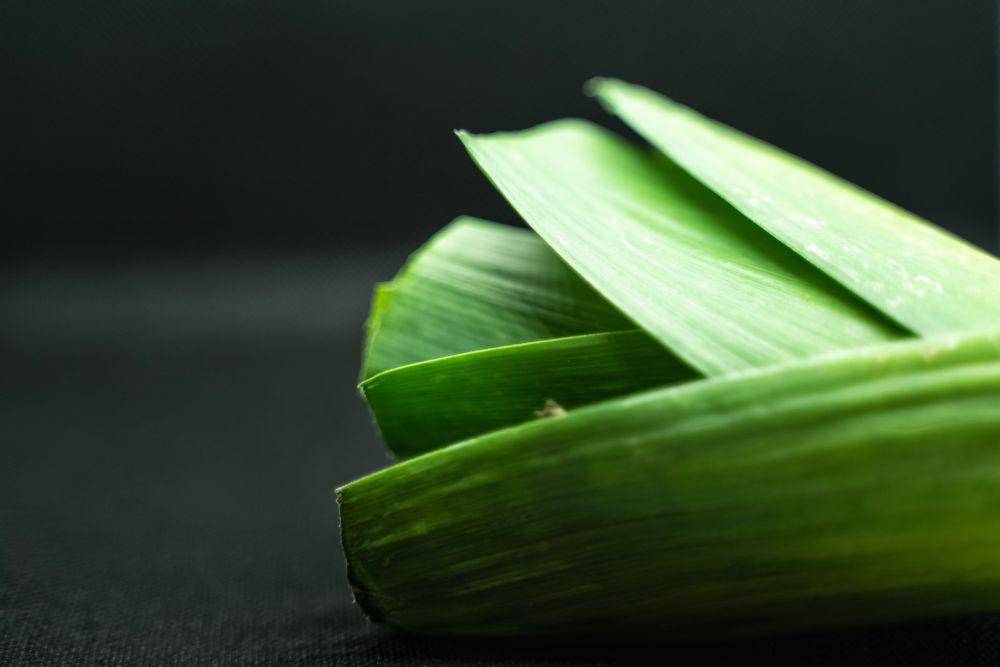 ilustrasi daun bawang (unsplash.com/@locked_in_the_lens)
