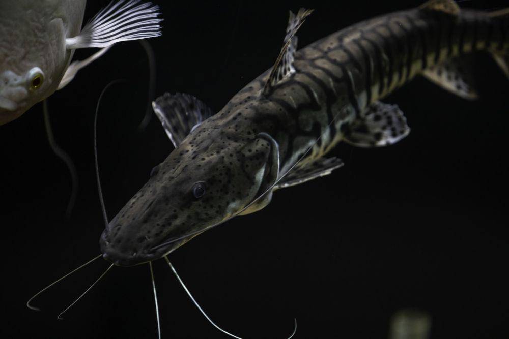 ilustrasi ikan sturgeon (unsplash.com/@anil_sharma_india)