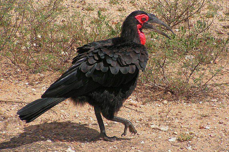 tampak sekujur tubuh burung southern ground hornbill (commons.wikimedia.org/D. Gordon E. Robertson)