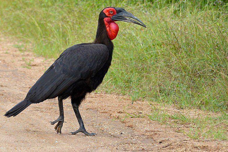 kaki panjang bantu ground hornbill berjalan di rerumputan tinggi (commons.wikimedia.org/Bernard DUPONT)