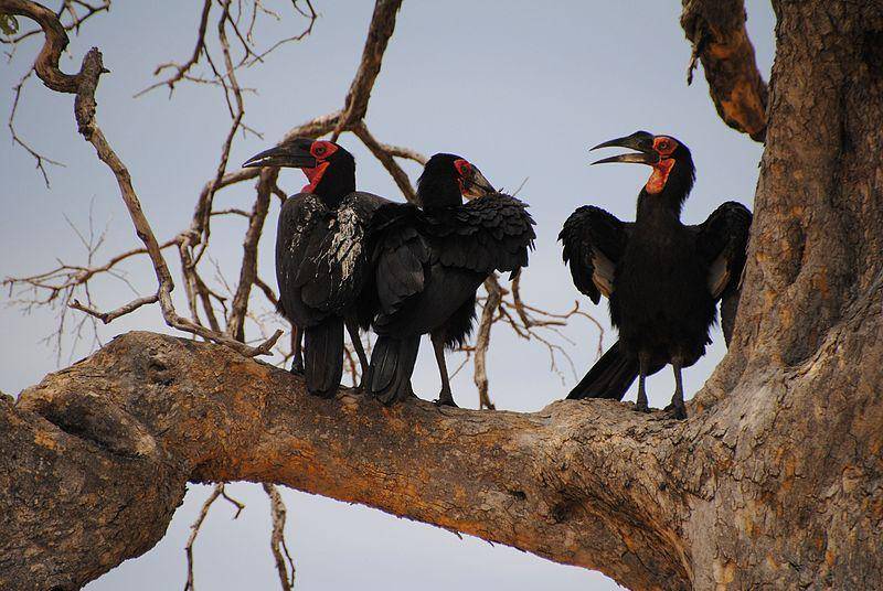 burung ground hornbill bertengger di pohon untuk menghindari predator (commons.wikimedia.org/diego_cue)