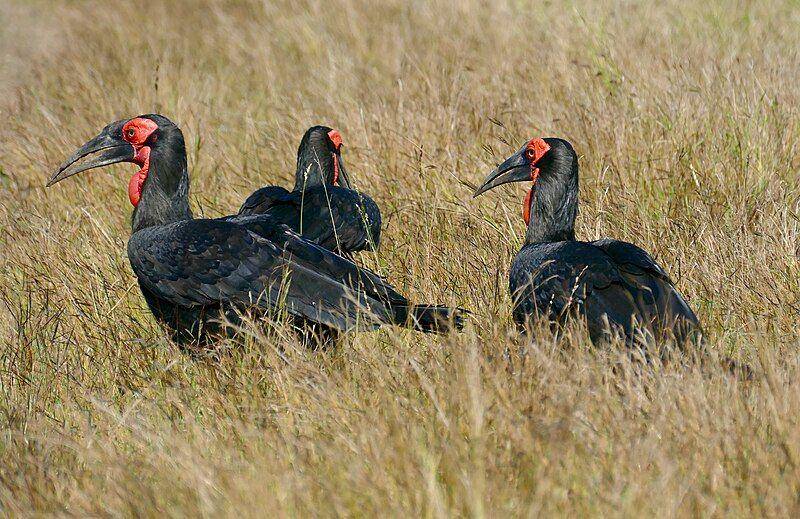 kawanan burung southern ground hornbill mencari makan di rerumputan (commons.wikimedia.org/Bernard DUPONT)
