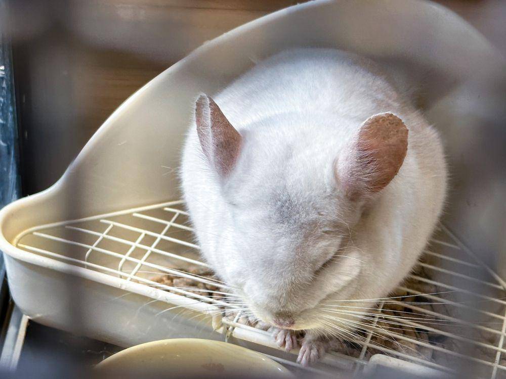 Chinchilla (unsplash.com/Ticka Kao)