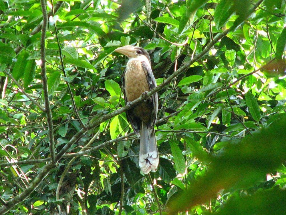 ilustrasi rangkong coklat Austen (commons.wikimedia.org/Rohit Naniwadekar)