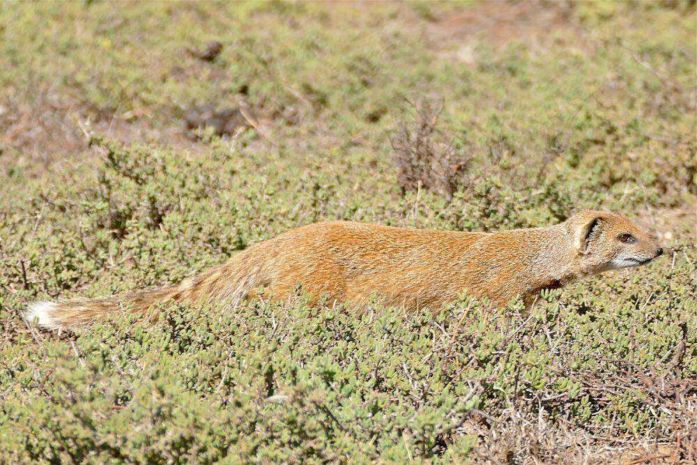 ilustrasi mongoose kuning (commons.wikimedia.org/Bernard DUPONT)