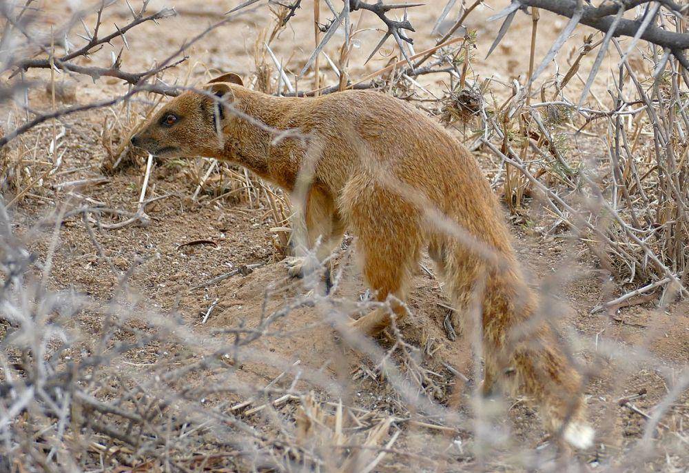 ilustrasi mongoose kuning (commons.wikimedia.org/Bernard DUPONT)