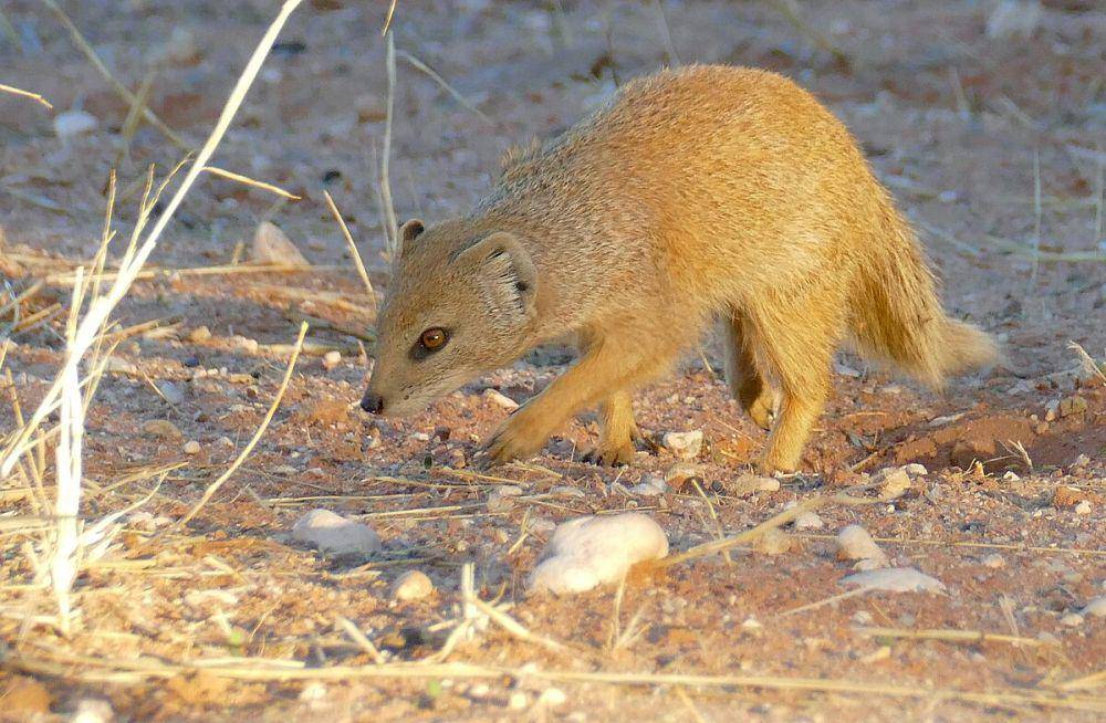 ilustrasi mongoose kuning (commons.wikimedia.org/Bernard DUPONT)