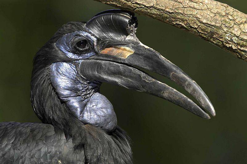 tampak dekat burung abyssinian ground hornbill dengan wajah berwarna biru (commons.wikimedia.org/Kress)