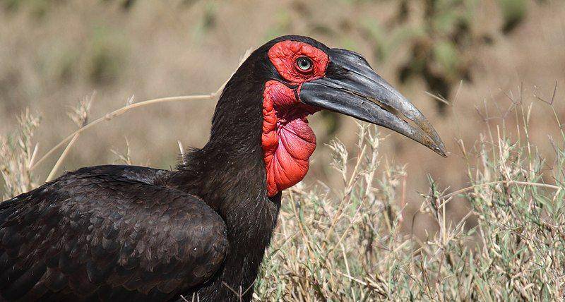 burung southern ground hornbill dengan gelambir di lehernya (commons.wikimedia.org/Dominic Sherony)