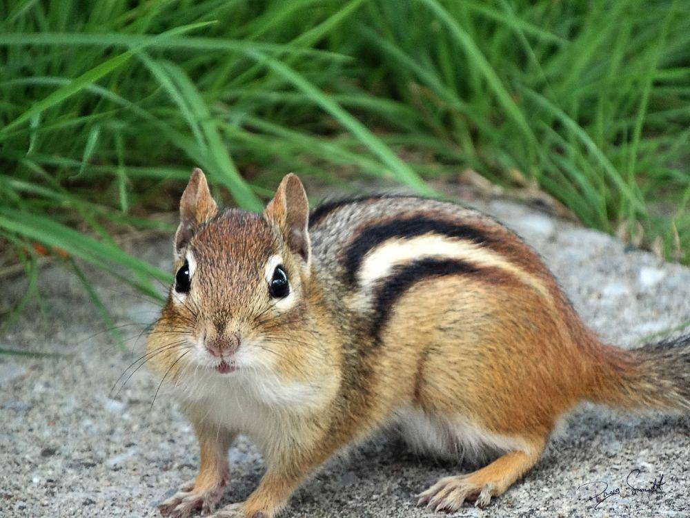 Chipmunk (pixabay.com/Doug Smith)